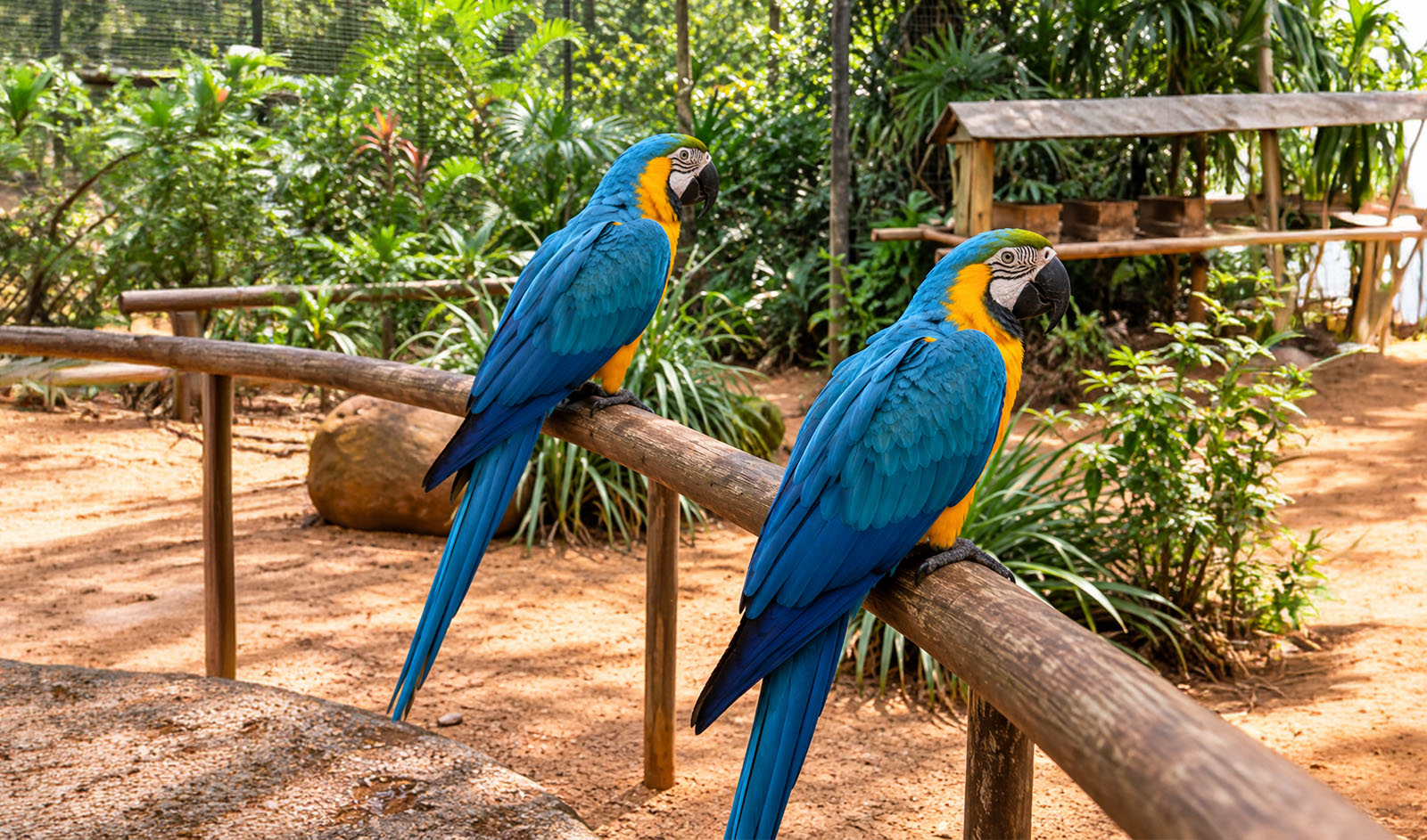 Parque das Aves